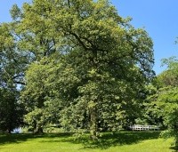 Quercus robur - Zomereik - 5
