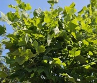 Liriodendron tulipifera 'Edward Gursztyn' - Tulpenboom 'Edward Gursztyn' - 1