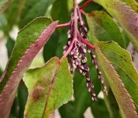 Stachyurus praecox - Staartaar - 1