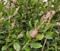Clethra alnifolia 'Pink Spire' - Schijnsels 'Pink Spire' - 1