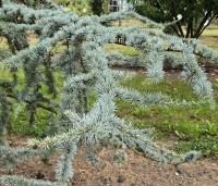 Cedrus libani 'Glauca' - Blauwe Ceder - 3