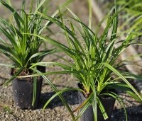 Carex morrowii 'Irisch Green'  - Japanse zegge 'Irish Green' - 2