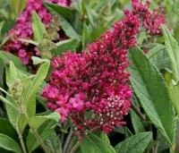 Buddleja davidii 'Butterfly Candy Little Ruby' - dwergvlinderstruik rood - 5