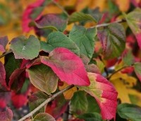 Parrotia persica 'Bella' - Perzisch IJzerhout - 4
