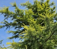 Cedrus deodara 'Aurea' - Himalayaceder 'Aurea' - 1