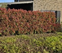 Photinia fraseri 'Red Robin'  - Glansmispel - 2
