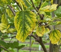 Morus alba 'White Berry' - Witte moerbei 'White Berry' - 3