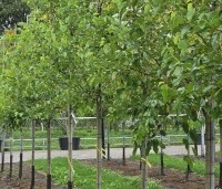Morus alba 'White Berry' - Witte moerbei 'White Berry' - 4