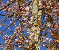 Amelanchier arborea 'Robin Hill' - Amerikaans krentenboompje - 2