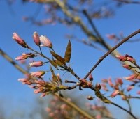 Amelanchier arborea 'Robin Hill' - Amerikaans krentenboompje - 1