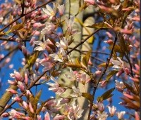 Amelanchier arborea 'Robin Hill' - Amerikaans krentenboompje - 3