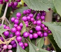 Callicarpa bodinieri 'Profusion' - Schoonvrucht - 3