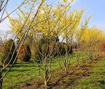 Hamamelis x intermedia Arnold's Promise