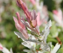 Salix integra 'Hakuro Nishiki'