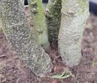 Alnus glutinosa - Zwarte Els - 1