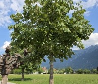 Aesculus hippocastanum - Witte paardenkastanje - 5