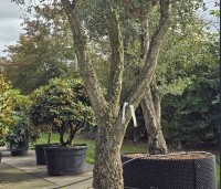 Quercus suber - Kurkeik - 1