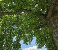 Liriodendron tulipifera - Tulpenboom - 3