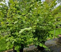 Corylus avellana - Gewone hazelaar - 1
