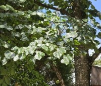 Tilia x europaea 'Euchlora' - Linde - 2