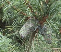 Pinus parviflora 'Schoon's Bonsai' - blauwnaaldige dwergpinus - 4