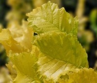 Ulmus hollandica 'Wredei' - Goudiep - 3