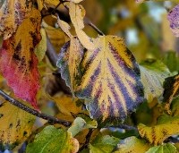 Parrotia persica 'Vanessa' - Perzisch IJzerhout - late herfst nov 2023