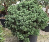 Pinus mugo 'Mops' - Bergden dwergvorm Mops - 2