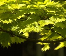 Acer shirasawanum 'Aureum' blad