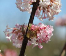 Viburnum bodn Dawn
