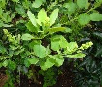 blad Cotinus coggygria ‘Young lady’