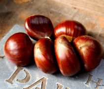 Castanea sativa 'Lyon'