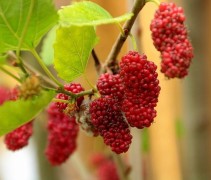 Vruchten Morus alba 'Giant Fruit'