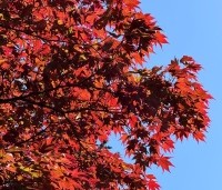 Acer palmatum 'Atropurpureum' - Japanse Esdoorn 'Atropurpureum' - 5