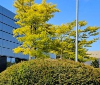 Gleditsia triacanthos 'Sunburst' - Valse christusdoorn - 3