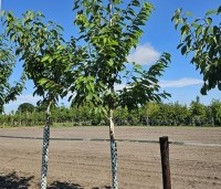 Prunus avium 'Sunburst' - Prunus avium 'Sunburst' - 2