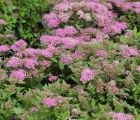 Spiraea japonica 'Little Princess' - Spierstruik 'Little Princess' - vakbeplanting  - 2