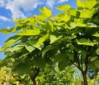 Catalpa bignonioides 'Nana' - Bolcatalpa - 3