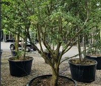 Styrax japonicus - Storaxboom - 3