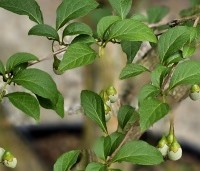 Styrax japonicus - Storaxboom - 2