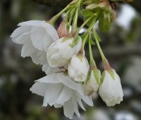 Prunus serrulata 'Shirotae' - Japanse Sierkers - 2