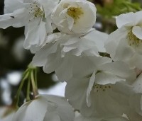 Prunus serrulata 'Shirotae' - Japanse Sierkers - 1