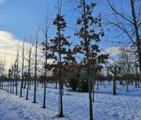 Quercus cerris - Moseik - 1