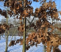 Quercus cerris - Moseik - 2