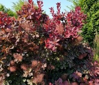 Cotinus dummeri Grace - Pruikenboom - 2
