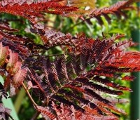 Albizia julibrissin 'Summer Chocolate' - Perzische slaapboom 'Summer Chocolate' - 5
