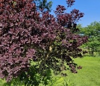 Cotinus coggygria 'Royal Purple' - Rode Pruikenboom - 2