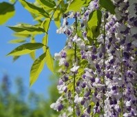 Wisteria floribunda 'Macrobotrys' - Blauwe regen - 3