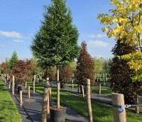 Thuja plicata 'Gelderland' - Reuzenlevensboom - 1