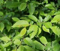 Carpinus betulus - Haagbeuk - blad april 2024